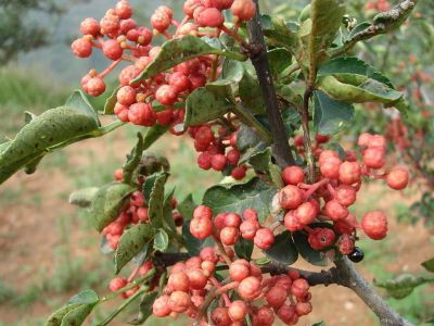 火锅底料代加工_花椒产地